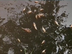 Peixes morrem no córrego Arrainha, em Nova Olinda (Foto: Reprodução/TV Anhanguera)