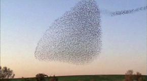 Centenas de pássaros fazem uma curiosa dança durante o por do sol antes de encontrarem um local para dormir (Foto: Reprodução/BBC) Centenas de pássaros fazem uma curiosa dança durante o por do sol antes de encontrarem um local para dormir (Foto: Reprodução/BBC)