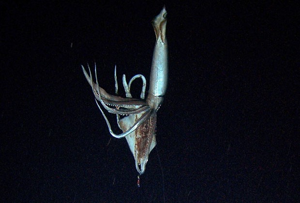 Lula gigante foi filmada por redes de TV no fundo do mar do Japão (Foto: NHK/Discovery Channel/AFP)