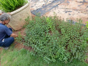 Um dos objetivos é incorporar uso de plantas no sistema público de saúde (Foto: Assis Cavalcante)