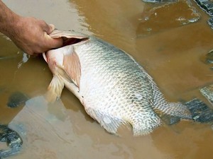 peixe em Lambari, MG (Foto: Reprodução EPTV)