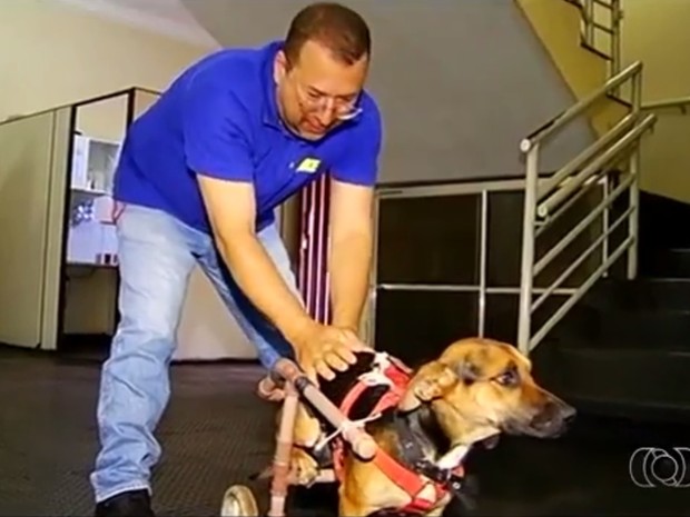Funcionário de delegacia improvisou andador para cão, em Rio Verde, Goiás (Foto: Reprodução/TV Anhanguera)