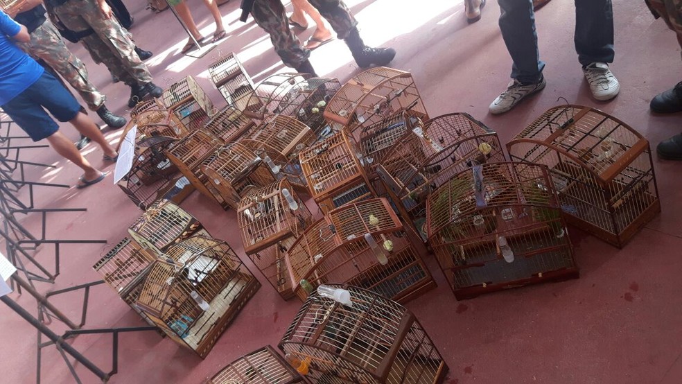 Gaiolas foram abandonadas em evento, em Jaboatão dos Guararapes, no Grande Recife, nesta quarta-feira (16). (Foto: Wolney Alexandre/Cipoma/PMPE)