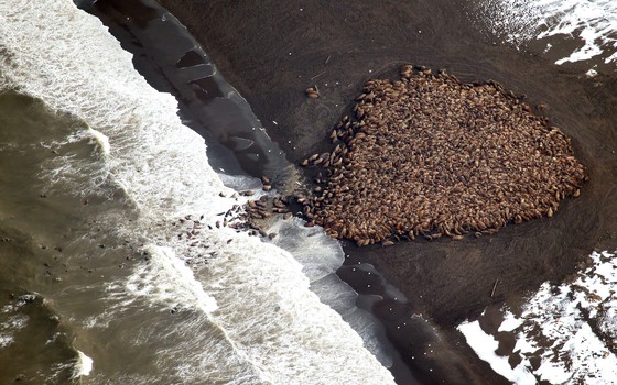 Milhares de morsas buscam refúgio em um pedaço de terra no norte do Alasca, no final de 2014. Morsas enfrentam dificuldades pela redução do gelo no Ártico (Foto: Corey Accardo, NOAA/NMFS)