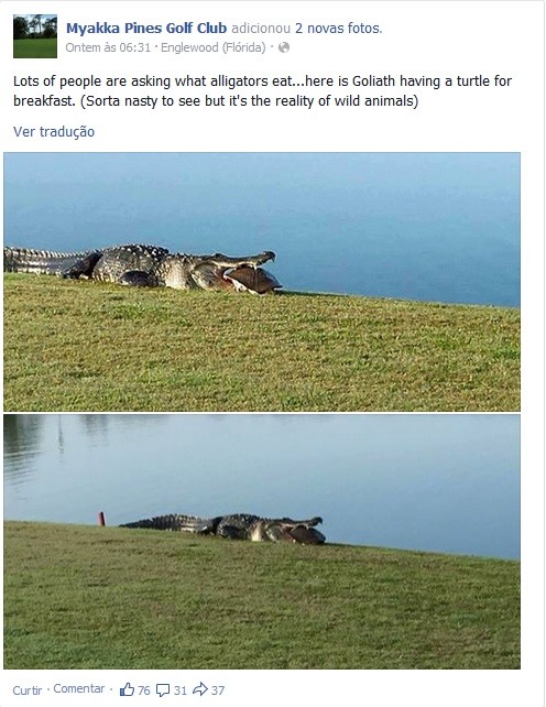 Jacaré invade clube de golfe e come tartaruga (Foto: Reprodução/Facebook)