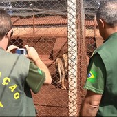 Ibama vistoria local  que abriga leão furtado (Ibama vistoria local onde leão furtado está (RPC TV Maringá/Reprodução))
