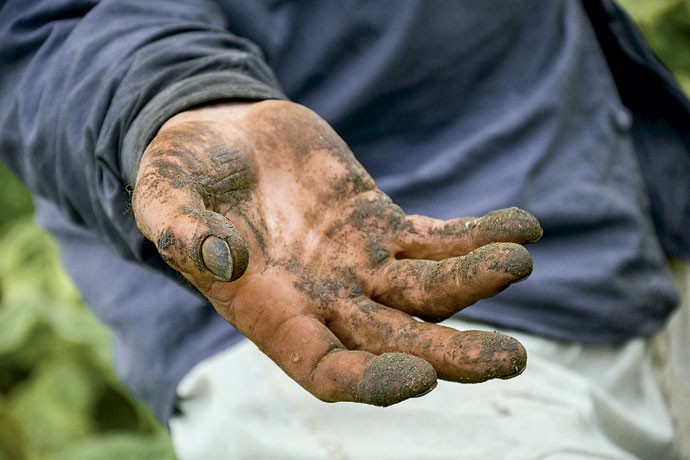 Detalhe da mão do agricultor depois de um dia de colheita (Foto: Fernando Angeoletto)