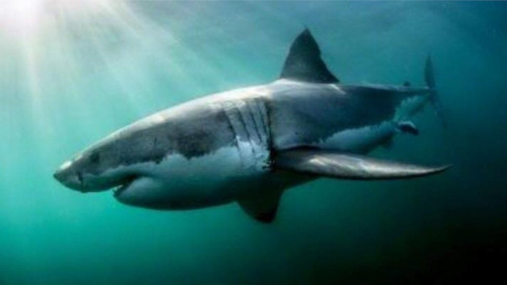 Uma das câmeras registrou a presença de um tubarão (Foto: Chris Bertish)