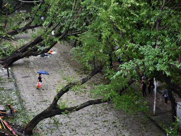 Mulher caminha entre árvores caída após passagem do tufão Nida por Shenzhen, província de Guangdong (Foto: Reuters) Mulher caminha entre árvores caída após passagem do tufão Nida por Shenzhen, província de Guangdong (Foto: Reuters)