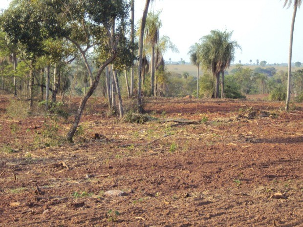 Ibama multa proprietário rural em R$ 699 mil por desmatamento em Bela Vista. (Foto: Divulgação/Ibama)