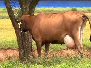 Vaca leiteira (Foto: Reprodução/RBS TV)