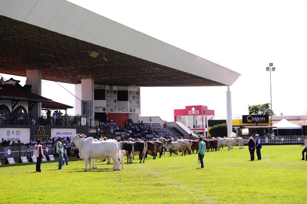 ABCZ Anuncia O Adiamento Da Expozebu Revista Globo Rural Feiras