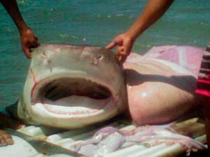 De acordo com moradores de Macau, tubarão possuía cerca de dois metros (Foto: Jailton Silva/G1)
