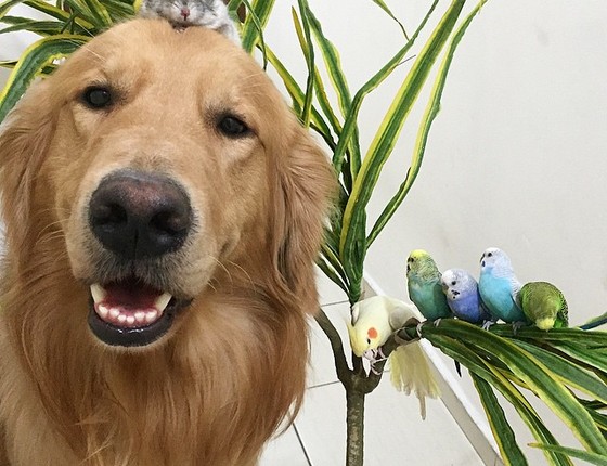 Bob: "Aumigos, vocês viram o hamster por aí?! A calopsita e os periquitos estão me ajudando a procurar" (Foto: Reprodução/Instagram)