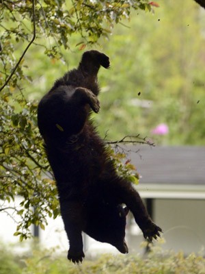 Momento em que o urso caiu da árvore (Foto: AP Photo/The Daily Gazette, Peter R. Barber)