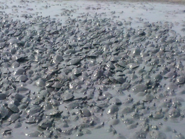 Com a seca do Lagoão, a lama cobriu diversas tartarugas (Foto: Clifton Morais / TV Anhanguera)