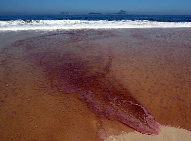 Maré vermelha em praia do RJ (Foto: Extra/Globo)