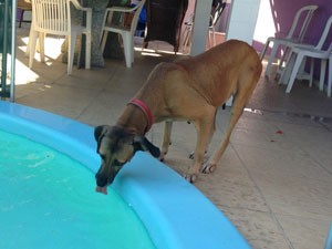 Na nova casa, no bairro de Maria da Graça, Carminha ganhou a companhia de outros três cães (Foto: Arquivo pessoal)