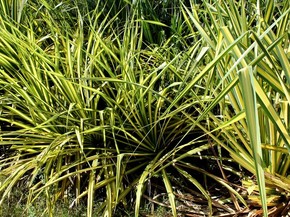 Featured image of post The Best 16 Folhagem Com Folhas Verde E Amarela