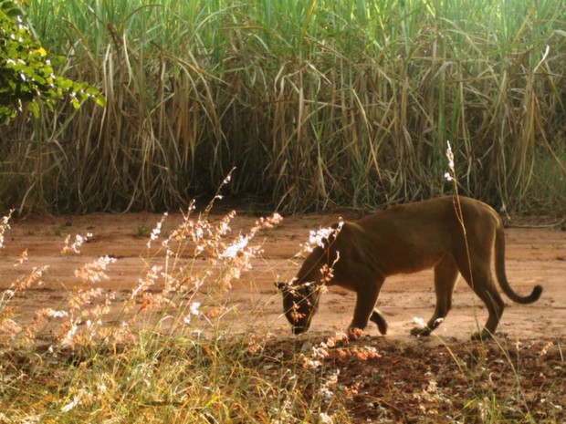 Onça parda é fotografada durante pesquisa da USP de Ribeirão Preto (Foto: Reprodução/Projeto ocupação da paisagem do nordeste de São Paulo)