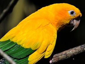 Ararajuba Tem As Cores Do Brasil E Corre O Risco De Desaparecer Especiais G1