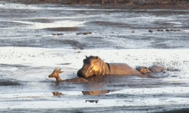 Impala acabou atacado violentamente por hipopótamo (Foto: Reprodução/YouTube/Kruger Sightings) Impala acabou atacado violentamente por hipopótamo (Foto: Reprodução/YouTube/Kruger Sightings)