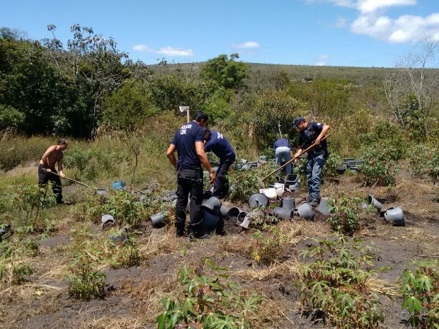 Plantação de maconha é detsruída em Ibicoara (Foto: Divulgação/Pol[ícia Civil)