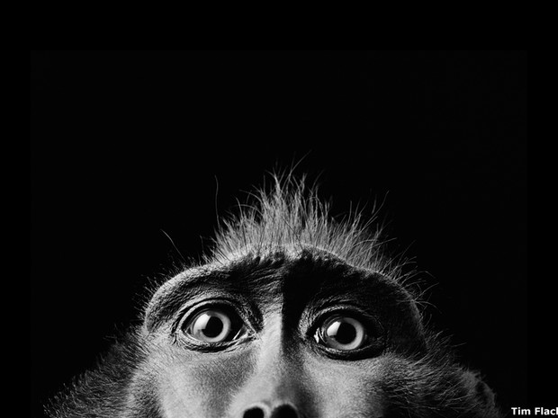 São cerca de 150 imagens em grande formato retratando exemplares de flora e fauna colhidas por fotógrafos internacionais. Uma delas é esta, que mostra bem de perto os olhos de um macaco da espécie 'Macaca nigra', feita por Tim Flach (Foto: Getty Images)