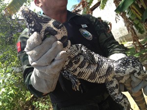 Teju foi capturado pela Polícia Ambiental no quintal de uma casa em João Pessoa (Foto: Walter Paparazzo/G1)
