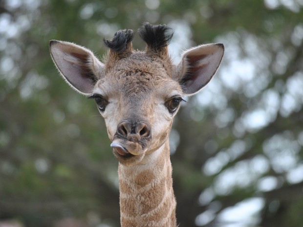 Girafa nasceu em dezembro no Parque Beto Carrero World, em Penha (Foto: Divulgação)