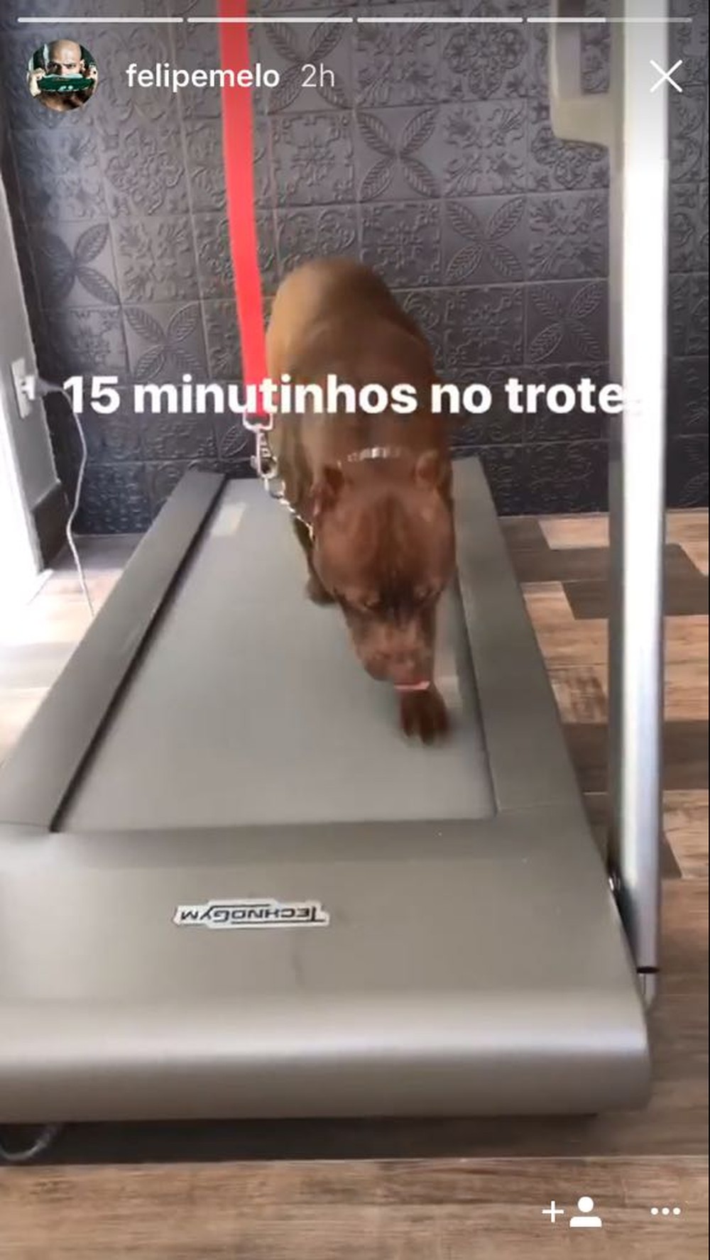  Felipe Melo, do Palmeiras, coloca pitbull na esteira: '15 minutinhos no trote'