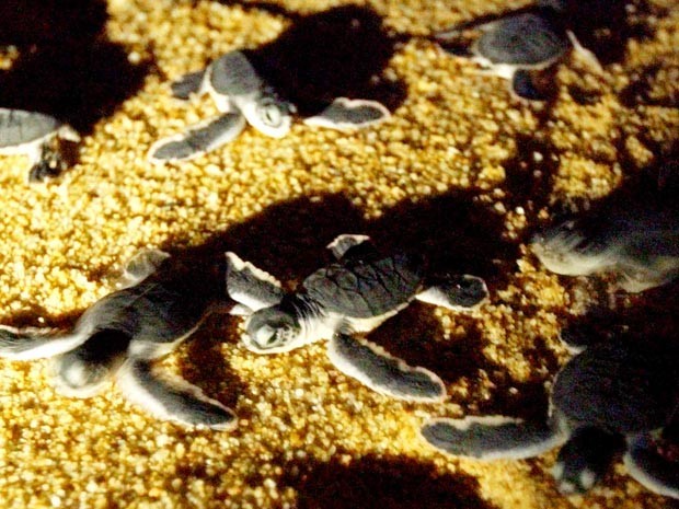Filhotes da tartaruga-de-couro na Malásia, em 2004 (Foto: AFP/Arquivo)