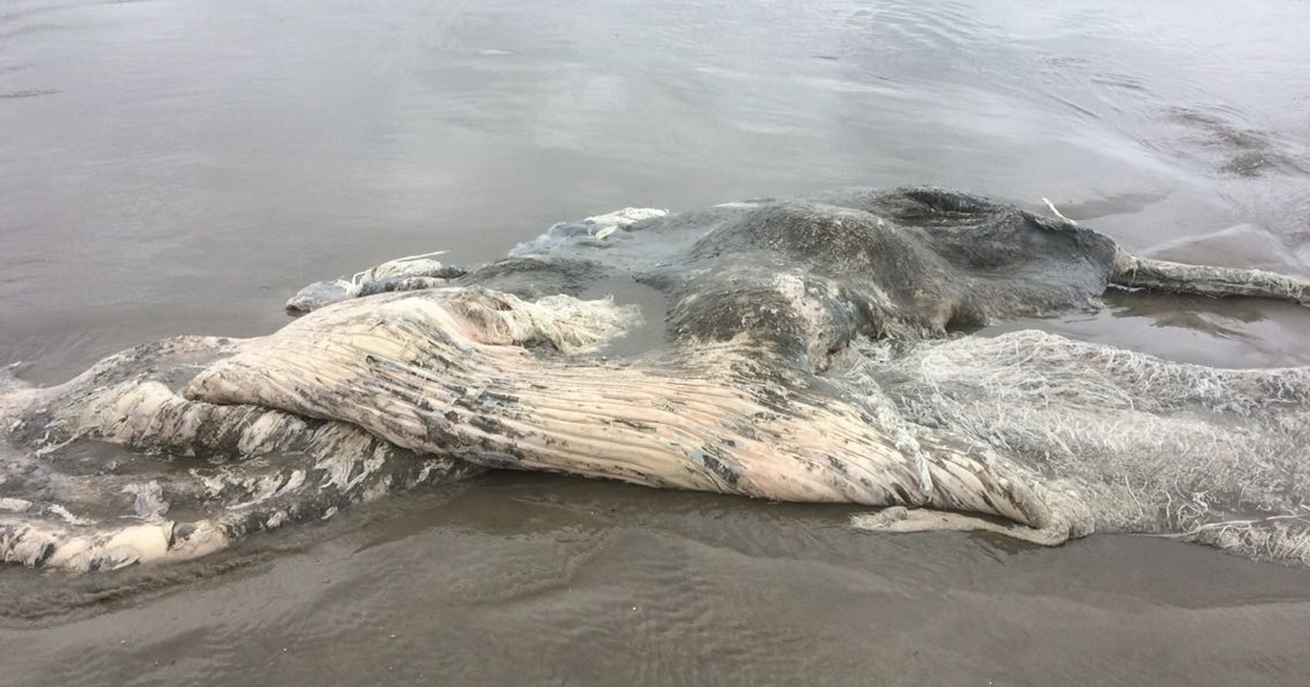 Carcaça de baleia é achada na Vila Mirim em Praia Grande, SP - Globo.com