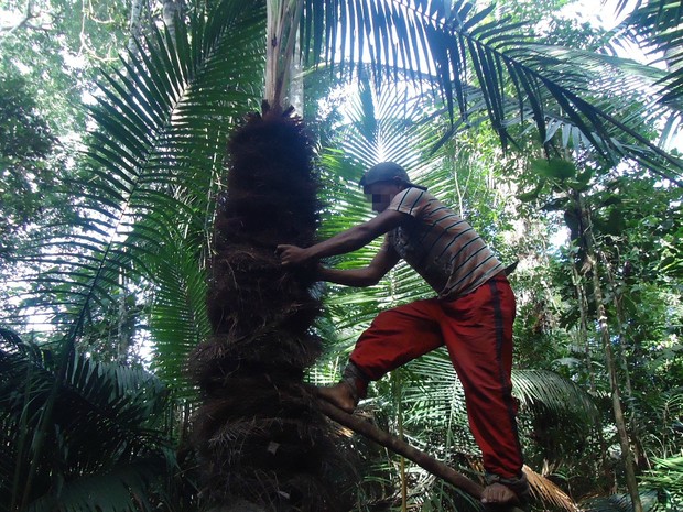Trabalhadores tinham relação baseada em dívida com o patrão e atuavam na extração de piaçava, uma fibra vegetal usada na confecção de vassouras (Foto: Divulgação/MPF)