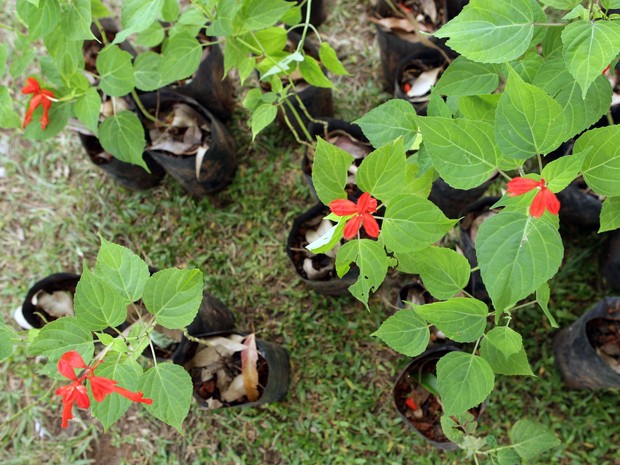 Natureza - 7 dicas para plantar uma horta em casa (mesmo