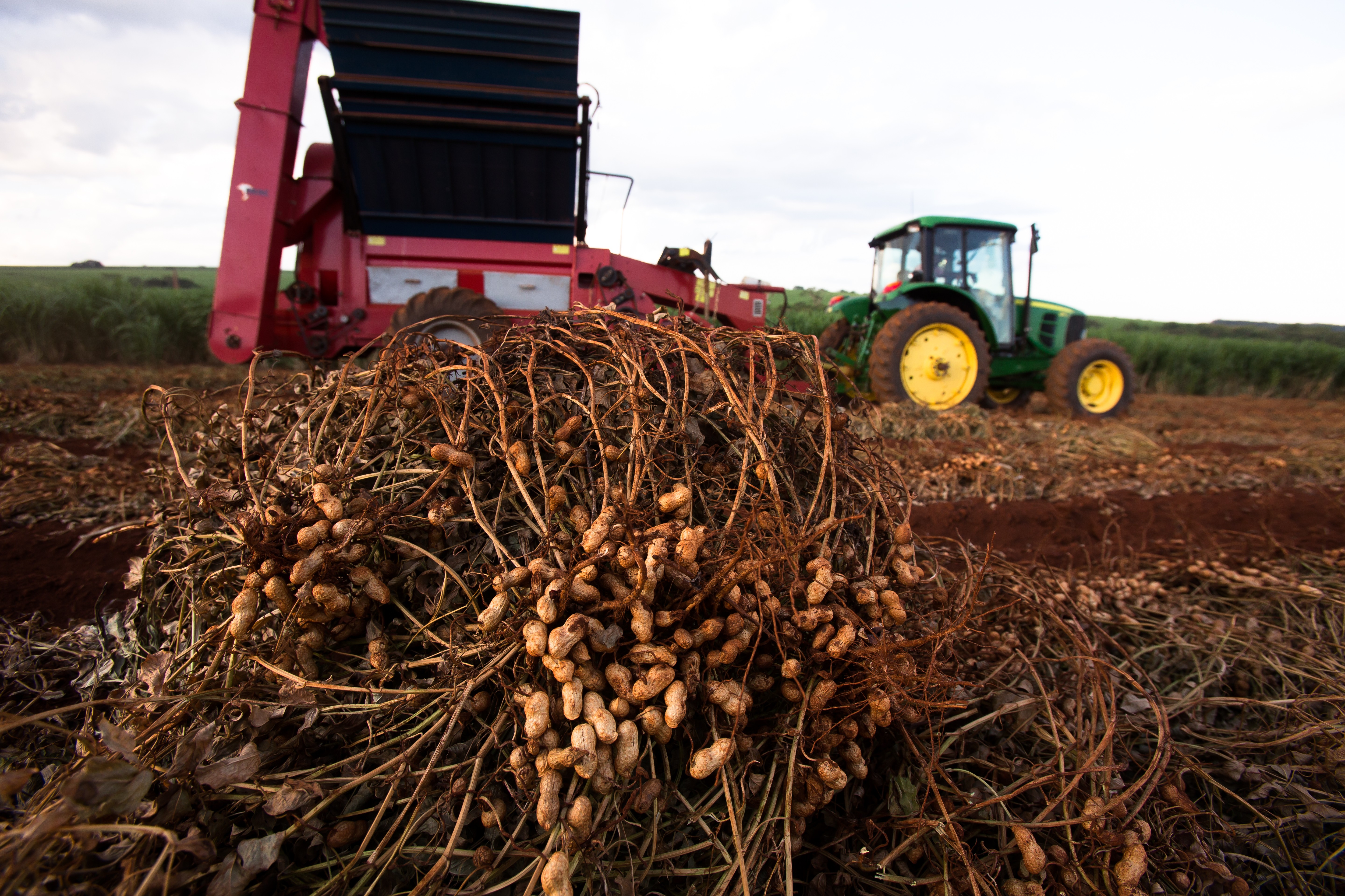 Colheita de amendoim em fazenda na regio (Foto: Silva Junior/Ed. Globo)