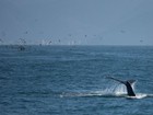 Fartura de peixes aumenta visita de baleias no litoral norte de SP 