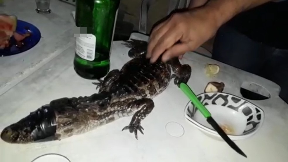 Jacaré foi encontrado por moradores no bairro Jaguaribe, em João Pessoa (Foto: Paula Araújo/Arquivo Pessoal)