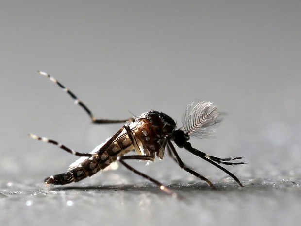 Um mosquito Aedes aegypti macho geneticamente modificado é visto na fábrica Oxitec em Piracicaba, no interior de São Paulo. Batizado de 'Aedes do bem”, o mosquito produzido pela empresa possui uma alteração genética que torna sua prole estéril (Foto: Paulo Whitaker/Reuters)
