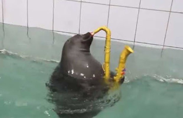 Focas de aquário russo aprenderam a tocar instrumentos musicais (Foto: Reprodução/YouTube/RT)