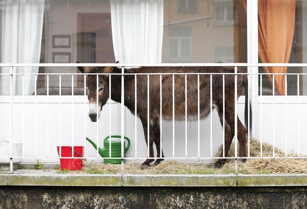  donos receberam uma notificação para retirar o animal depois de reclamação de vizinhos (Foto: François Lenoir/AP)