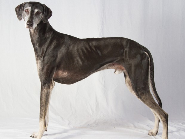 Foto sem data mostra um cachorro da raça sloughi, também conhecido como greyhound árabe (Foto: American Kennel Club/AP)