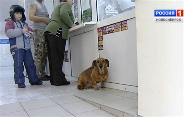 Cadelinha Masha visita o hospital (Foto: Russia TV/Reprodução)