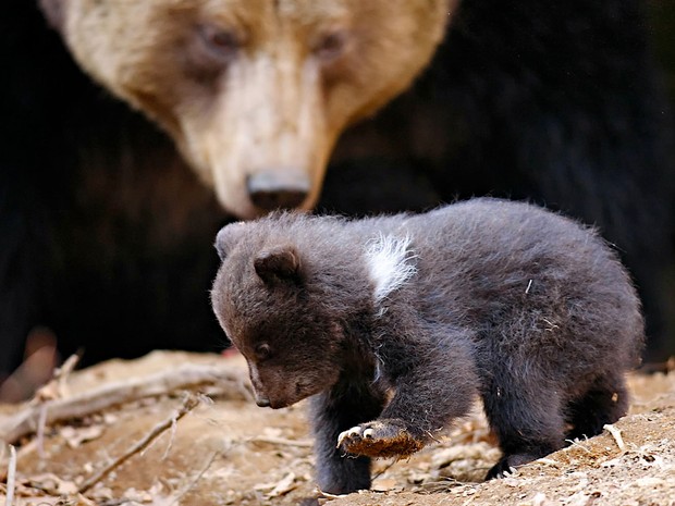 Filhote de urso nasceu no Parque Nacional da Floresta da Bavária, na Alemanha (Fot Frank Bietau/AP)