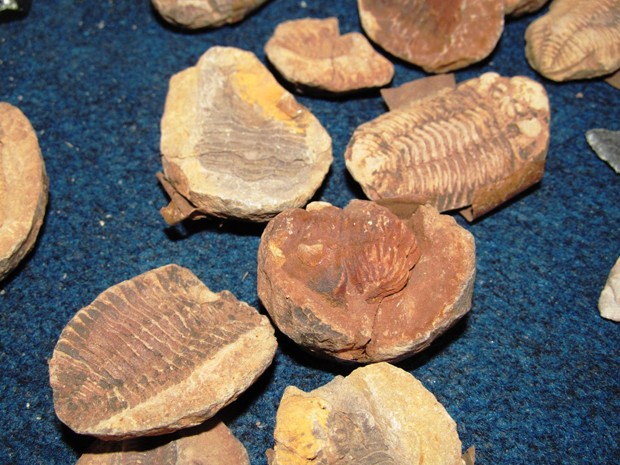 Fósseis de trilobitas apreendidos pela Polícia Federal na feira do vão livre do Masp (Foto: Divulgação/PF)