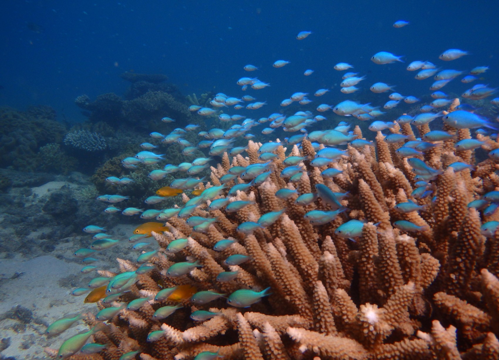 Foto mostra peixes-donzela na Grande Barreira de Corais na Austrália  (Foto: MARK MCCORMICK / JAMES COOK UNIVERSITY / AFP )