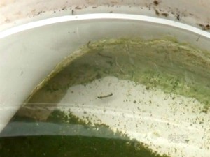 Multa será aplicada após laboratório comprovar que larva é do mosquito da dengue (Foto: Reprodução RPC  Noroeste)