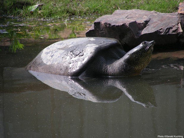 Tartaruga de 100 anos é a última fêmea de sua espécie; ela pode se tornar mãe por inseminação artificial (Foto: Gerald Kuchling/Wildlife Conservation Society/Divulgação) Tartaruga de 100 anos é a última fêmea de sua espécie; ela pode se tornar mãe por inseminação artificial (Foto: Gerald Kuchling/Wildlife Conservation Society/Divulgação)