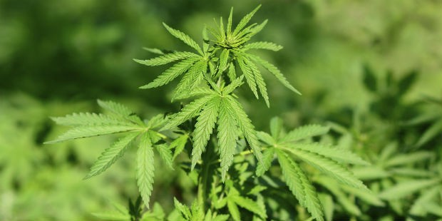Hemp seeds, cannabis sativa, marijuana (Foto: Getty Images)