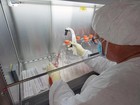 Ciência vive corrida pela vacina de zika: conheça principais iniciativas